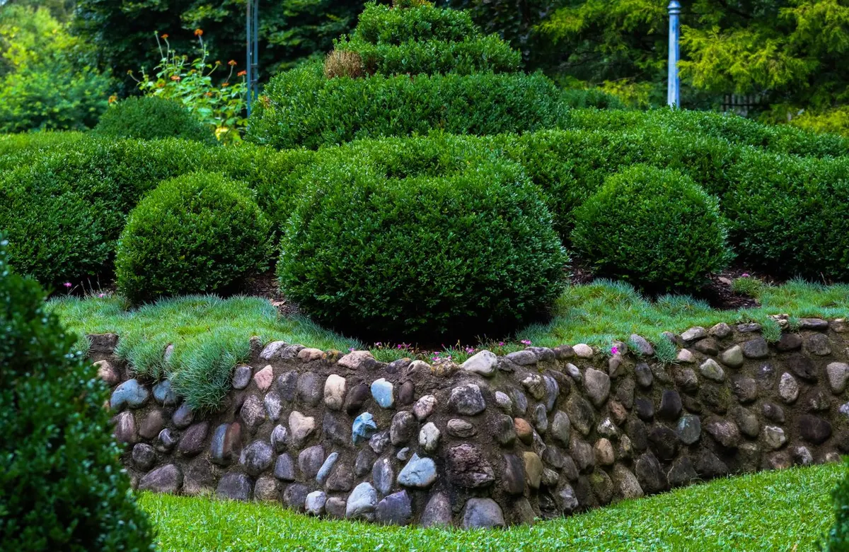 Jardim com arbustos podados e muro de pedra
